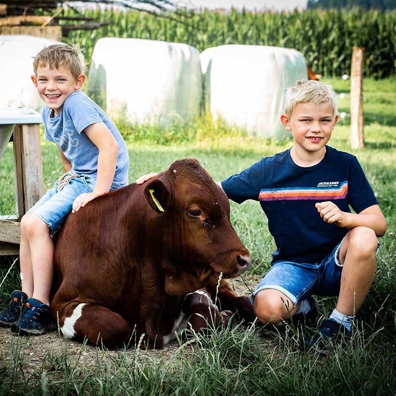 Pinzgauer Weiderind Familie Raig bei München